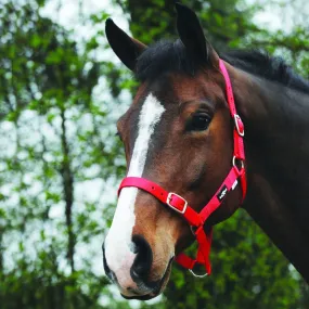 Saxon Economy Headcollar | Five Colours